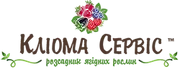 Рассада клубники сорт Азия, класс А, B